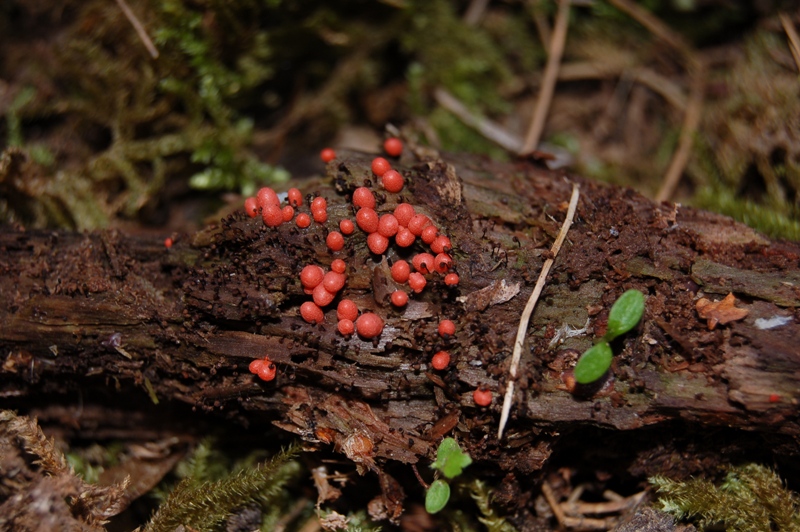 Lycogala epidendron con ospiti